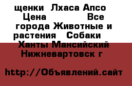 щенки  Лхаса Апсо › Цена ­ 20 000 - Все города Животные и растения » Собаки   . Ханты-Мансийский,Нижневартовск г.